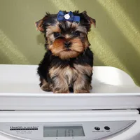 Tiny boy Dante, a male Yorkshire Terrier for sale in Los Angeles, CA – 5 of 5