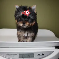 Micro girl Tootsie, a female Yorkshire Terrier for sale in Los Angeles, CA – 5 of 5