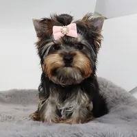 Hershey, a female Yorkshire Terrier for sale in Los Angeles, CA – 2 of 5