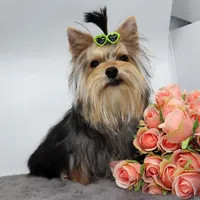 AKC Nico, a male Yorkshire Terrier for sale in Los Angeles, CA – 4 of 5