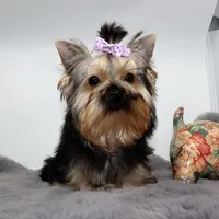 Bluey, a female Yorkshire Terrier for sale in Los Angeles, CA – 3 of 5