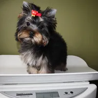 Micro girl Joan, a female Yorkshire Terrier for sale in Los Angeles, CA – 5 of 5