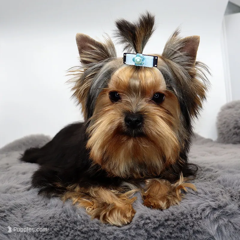 AKC Rolo – Yorkshire Terrier puppy for sale in Los Angeles, CA