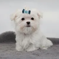 Tiny boy Rice, a male Maltese for sale in Los Angeles, CA – 2 of 5