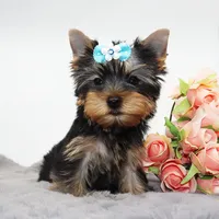Kirby, a male Yorkshire Terrier for sale in Los Angeles, CA – 3 of 5
