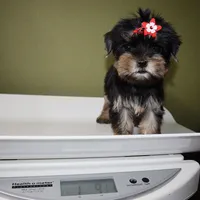 Fig, a female Yorkshire Terrier for sale in Los Angeles, CA – 5 of 5