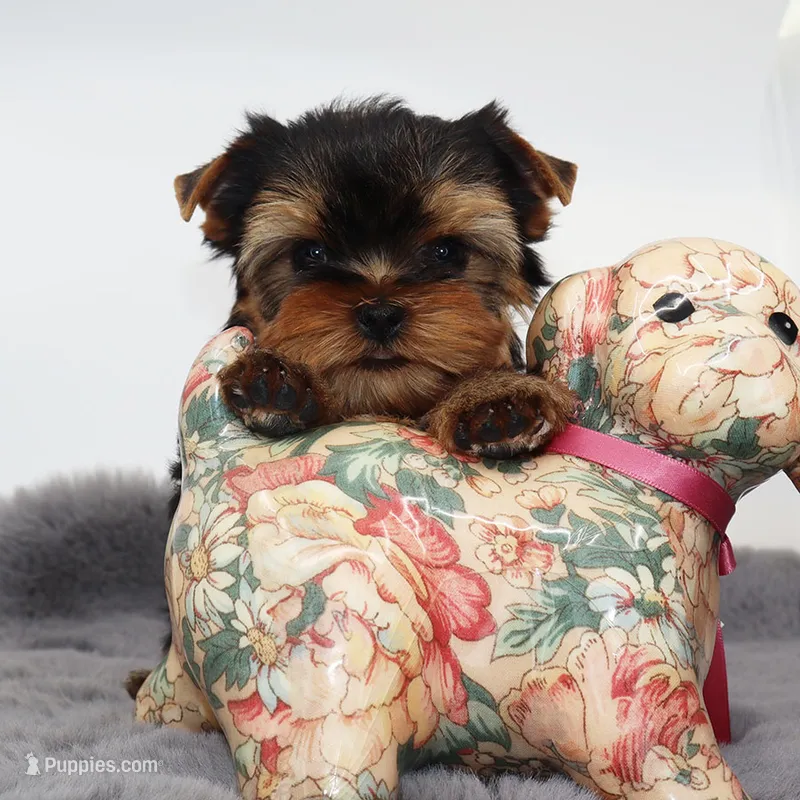 Tiny boy Dante – Yorkshire Terrier puppy for sale in Los Angeles, CA