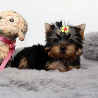 Micro girl Sprinkles, a female Yorkshire Terrier for sale in Los Angeles, CA – 4 of 5