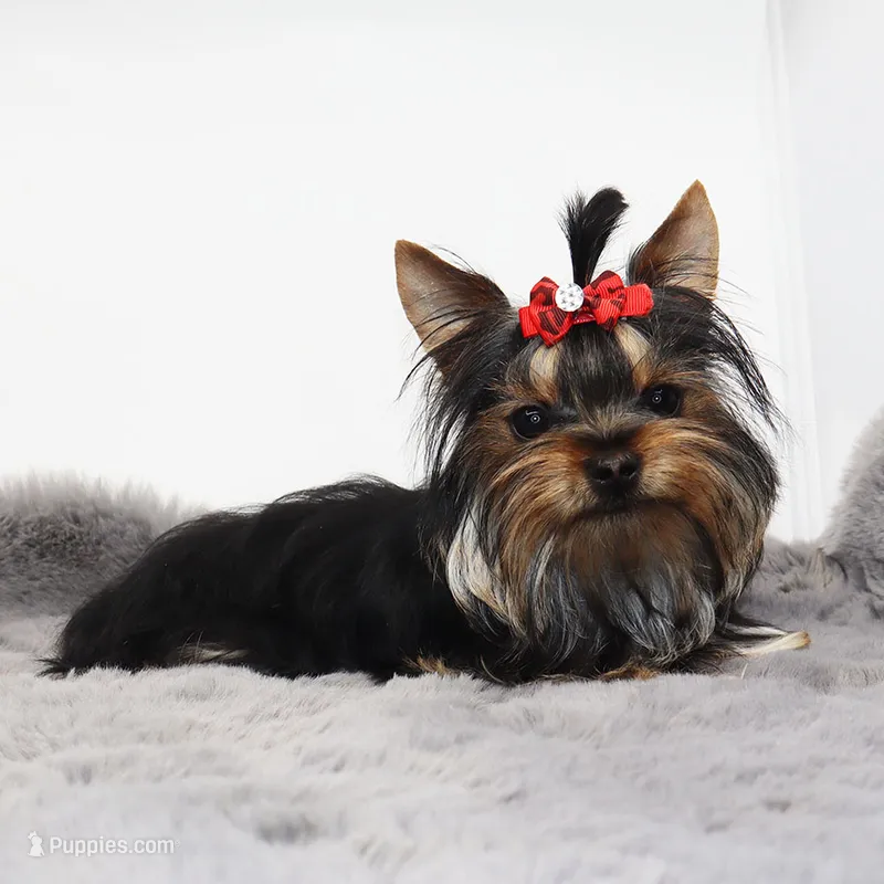 Micro girl Pixel – Yorkshire Terrier puppy for sale in Los Angeles, CA