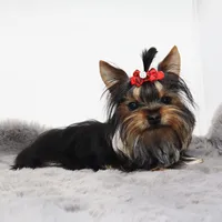 Micro girl Pixel, a female Yorkshire Terrier for sale in Los Angeles, CA – 1 of 5