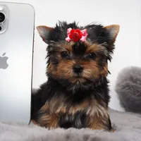 Micro Pumpkin, a female Yorkshire Terrier for sale in Los Angeles, CA – 2 of 5
