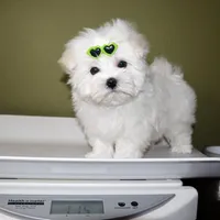 Mayo, a male Maltese for sale in Los Angeles, CA – Photo 5 of 5