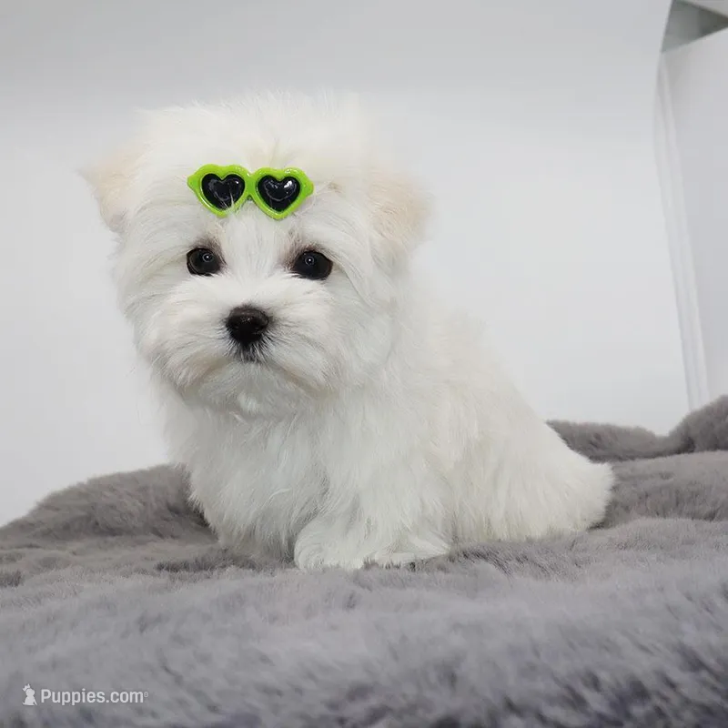 Mayo – Maltese puppy for sale in Los Angeles, CA