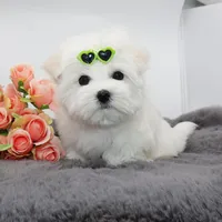 Mayo, a male Maltese for sale in Los Angeles, CA – Photo 3 of 5