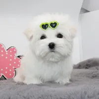 Mayo, a male Maltese for sale in Los Angeles, CA – Photo 4 of 5