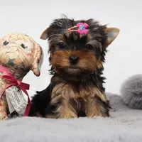 Quinoa, a female Yorkshire Terrier for sale in Los Angeles, CA – 4 of 5
