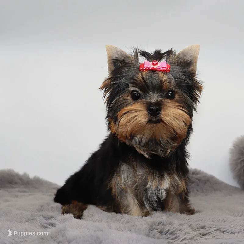 Roxy – Yorkshire Terrier puppy for sale in Los Angeles, CA