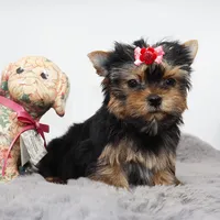 Micro Pumpkin, a female Yorkshire Terrier for sale in Los Angeles, CA – 3 of 5