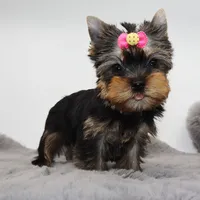Glossy, a female Yorkshire Terrier for sale in Los Angeles, CA – 4 of 5