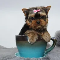 Micro girl Bagel, a female Yorkshire Terrier for sale in Los Angeles, CA – Photo 3 of 5