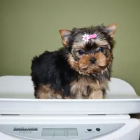 Micro girl Bagel, a female Yorkshire Terrier for sale in Los Angeles, CA – Photo 5 of 5