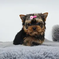 Micro girl Bagel, a female Yorkshire Terrier for sale in Los Angeles, CA – Photo 4 of 5