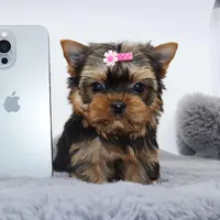 Micro girl Bagel, a female Yorkshire Terrier for sale in Los Angeles, CA – Photo 1 of 5