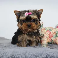 Micro girl Bagel, a female Yorkshire Terrier for sale in Los Angeles, CA – Photo 2 of 5