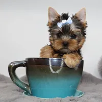 AKC Moonshine, a male Yorkshire Terrier for sale in Los Angeles, CA – 2 of 5