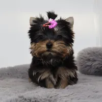 Micro girl Bubble, a female Yorkshire Terrier for sale in Los Angeles, CA – 4 of 5