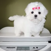 Lumi, a female Maltese for sale in Los Angeles, CA – 5 of 5