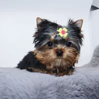 Kiki, a female Yorkshire Terrier for sale in Los Angeles, CA – Photo 2 of 5