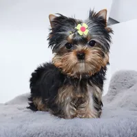 Kiki, a female Yorkshire Terrier for sale in Los Angeles, CA – Photo 4 of 5