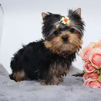 Kiki, a female Yorkshire Terrier for sale in Los Angeles, CA – Photo 1 of 5