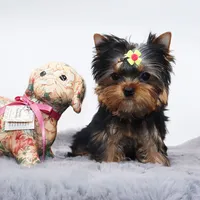 Kiki, a female Yorkshire Terrier for sale in Los Angeles, CA – Photo 3 of 5