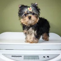 Kiki, a female Yorkshire Terrier for sale in Los Angeles, CA – Photo 5 of 5