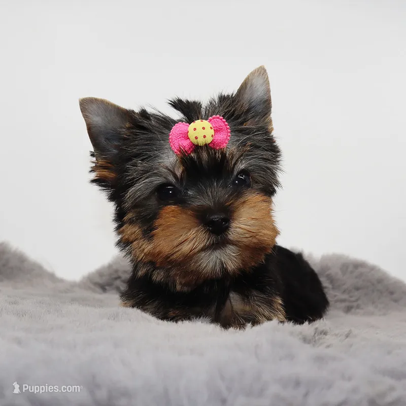 Glossy – Yorkshire Terrier puppy for sale in Los Angeles, CA