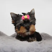 Glossy, a female Yorkshire Terrier for sale in Los Angeles, CA – 1 of 5