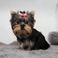 Roxy, a female Yorkshire Terrier for sale in Los Angeles, CA – 2 of 5