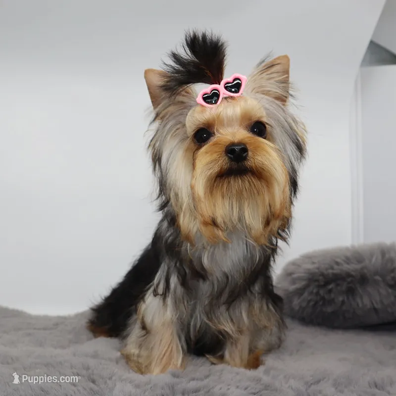 Ash – Yorkshire Terrier puppy for sale in Los Angeles, CA