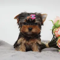 Quinoa, a female Yorkshire Terrier for sale in Los Angeles, CA – 3 of 5