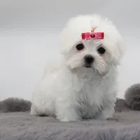 Lumi, a female Maltese for sale in Los Angeles, CA – 2 of 5