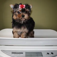 Micro Pumpkin, a female Yorkshire Terrier for sale in Los Angeles, CA – 5 of 5