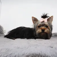 Melantha, a female Yorkshire Terrier for sale in Los Angeles, CA – 3 of 5