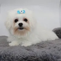 Olaf, a male Maltese for sale in Los Angeles, CA – 4 of 5