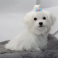 Salt, a male Maltese for sale in Los Angeles, CA – 2 of 5