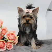 Melantha, a female Yorkshire Terrier for sale in Los Angeles, CA – 4 of 5