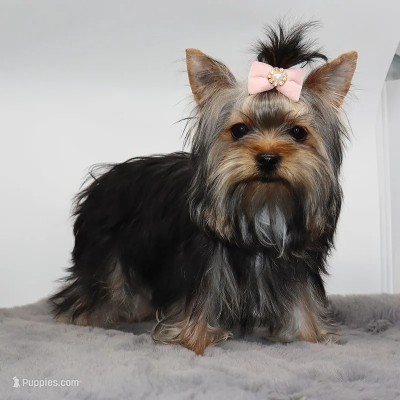 Melantha – Yorkshire Terrier puppy for sale in Los Angeles, CA