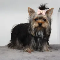 Melantha, a female Yorkshire Terrier for sale in Los Angeles, CA – 1 of 5