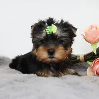 Kirby, a male Yorkshire Terrier for sale in Los Angeles, CA – 3 of 5